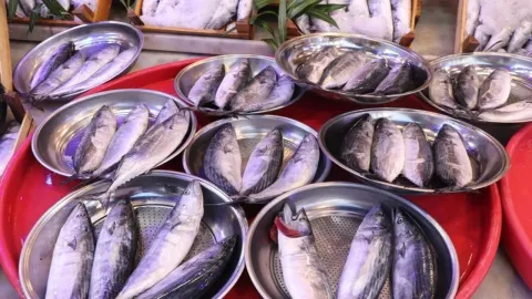Karadeniz’de Palamut Bereketi: Fiyatı Bazı Tezgahlarda 30 Liraya Kadar Düştü