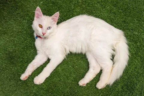 Van’da Sahipsiz Kedilere Yeni Yuva: Kedi Evi İlk Misafirlerini Ağırlamaya Başladı